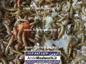 Arvin Mealworm سایت فروش میل ورم ( www.arvinmealworm.ir) : کرم میل ورم | فروش کرم میل ورم و سوپرورم بصورت زنده و خشک شده | فروش میل ورم عمده و جزئی کرم میل ورم فروش کرم میل ورم غذایی مقوی برای ماکیان و پرنده های قفسی مخصوصا جوجه های کم غذا تولیدی مزرعه آروین