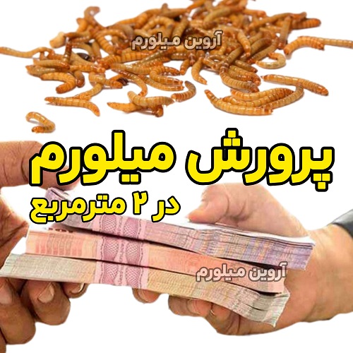 پک استارت پرورش میلورم